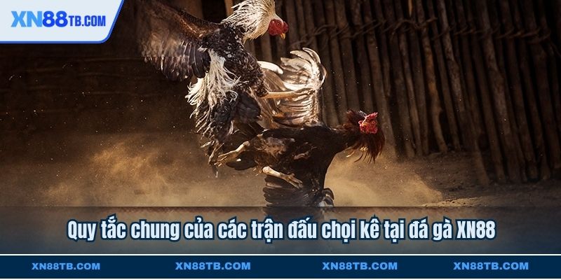 Quy tắc chung của các trận đấu chọi kê tại đá gà XN88
