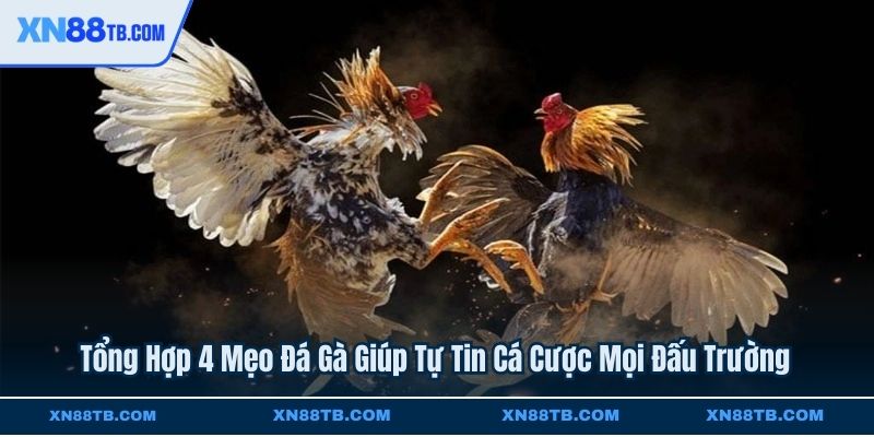 Tổng Hợp 4 Mẹo Đá Gà Giúp Tự Tin Cá Cược Mọi Đấu Trường