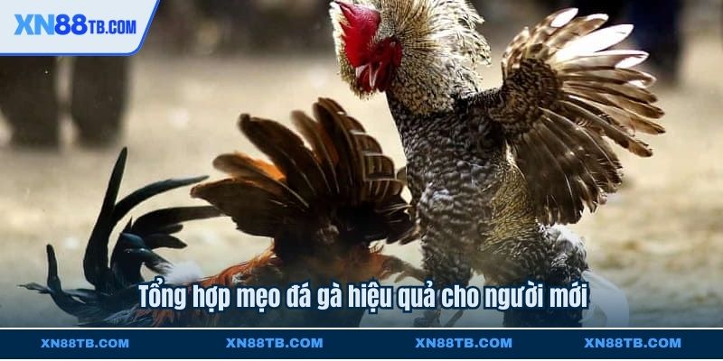 Tổng hợp mẹo đá gà hiệu quả cho người mới